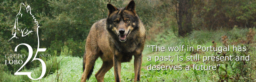 The Iberian Wolves are still present and they deserve a future!